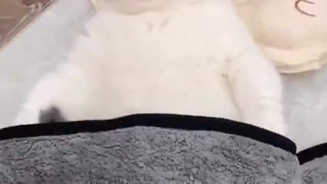 Cute Cats and Funny Animals Compilation 😹 Try Not To Laugh Challenge - Cute Cat 093