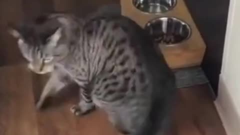 Funny Cat Scared by Cucumber #shorts