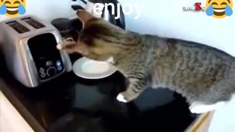 Try not to laugh shorts 1