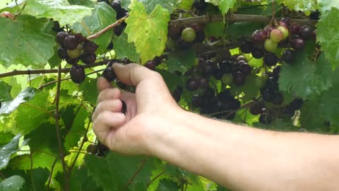 GRAPE JUICE (This is how we do it)