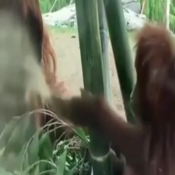 Video of funny and clumsy animals all very cute #shorts