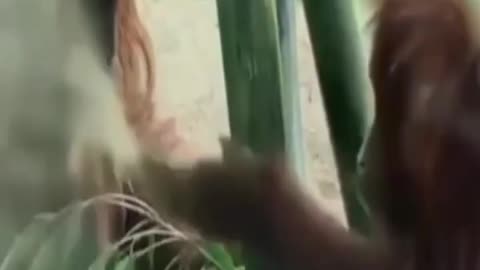 Video of funny and clumsy animals all very cute #shorts