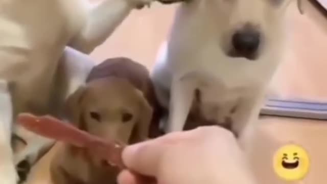 Dogs Funny Video... #trending