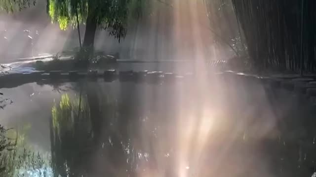 Stream bamboo forest light