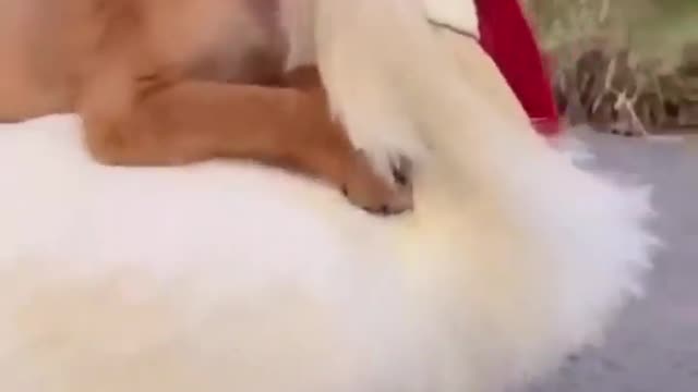 Puppy and hen friends ship ❤️