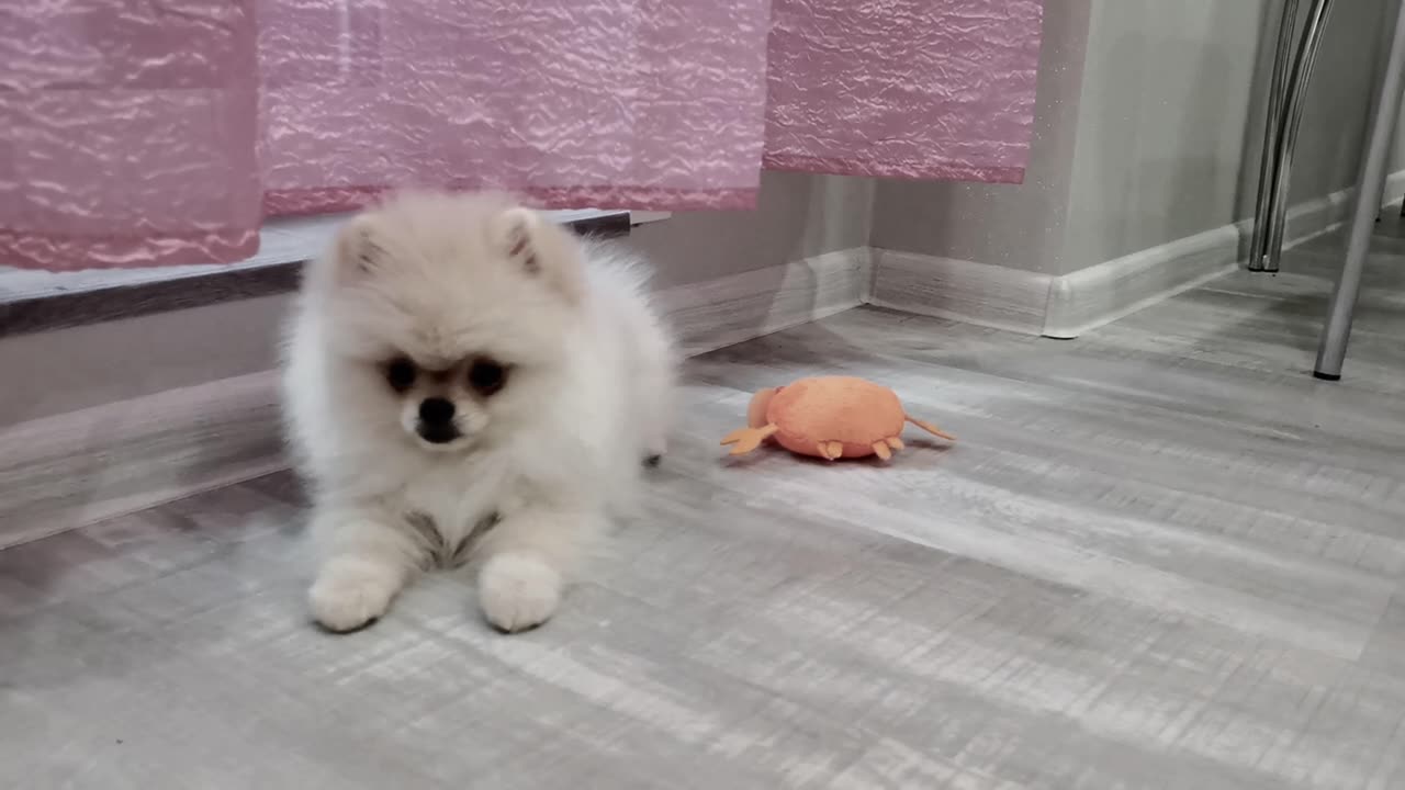 Funny Dog