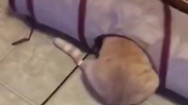 Funniest Animals đ§ - Best Of The 2022 Funny Animal Videos đ - Cutest Animals Ever