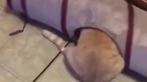 Funniest Animals 🐧 - Best Of The 2022 Funny Animal Videos 😁 - Cutest Animals Ever