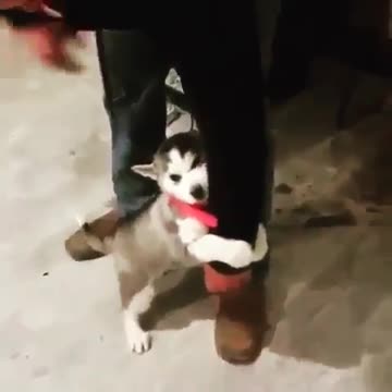 Clinger level- Simply irresistible puppy dm for credit.......