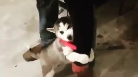 Clinger level- Simply irresistible puppy dm for credit.......