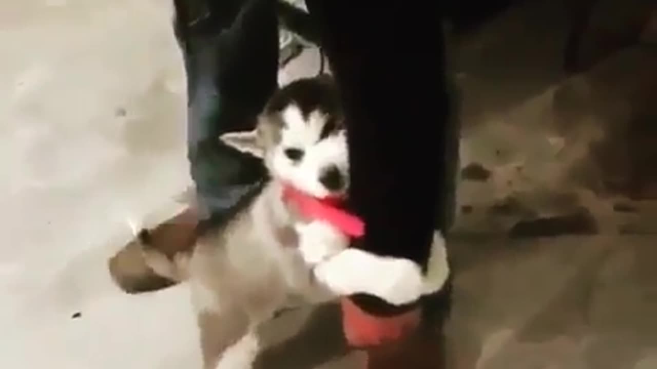 Clinger level- Simply irresistible puppy dm for credit.......