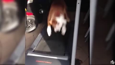 Funny animal video