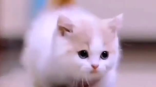 Cute Cat 😺 so nice 🐱🐱