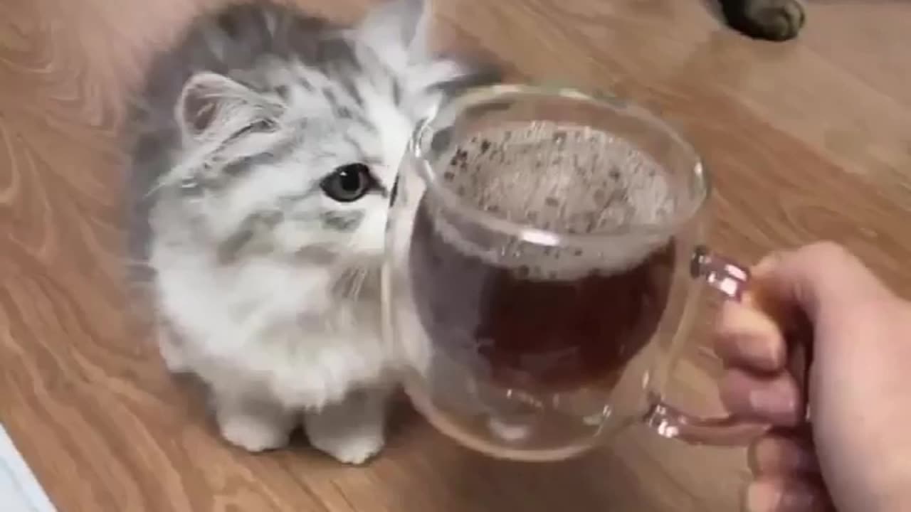 Collection of cute and funny cats