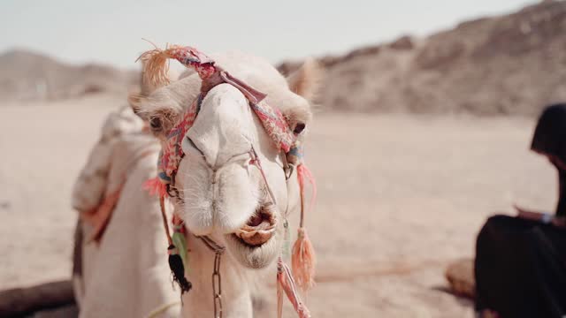 Camel in the Desert Chewing