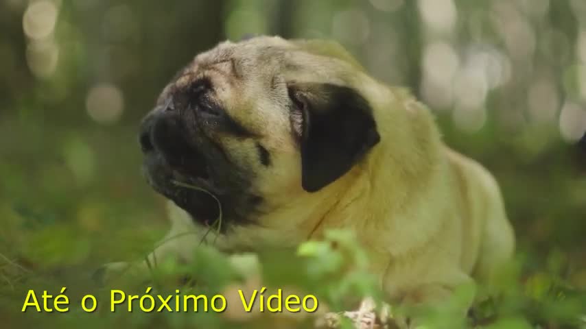 best videos of funny and cute dogs