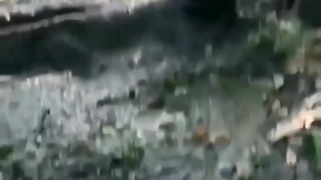 Cute animal behavior makes you happy