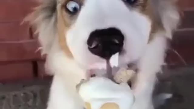 Dog with a sweet tooth