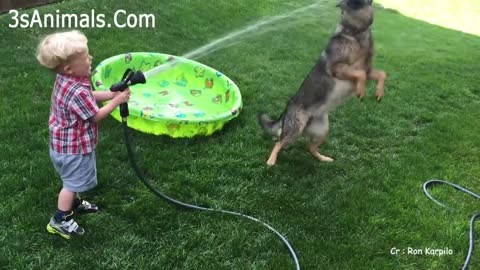 dogs and babies playing together.