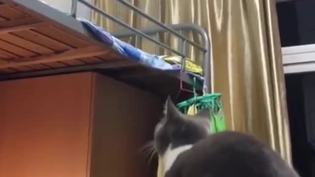 Funny Cat Try to Jump High but FAIL