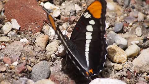 Butterfly wings insect flapping