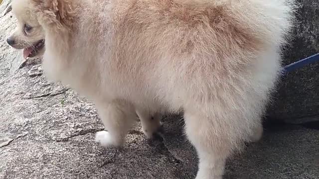 Luke dog for the first time up the mountain