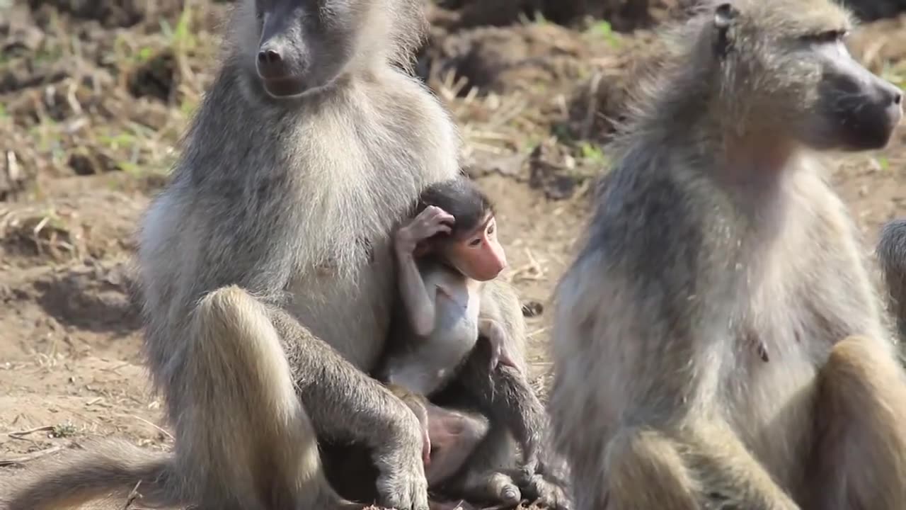 Baboon Baby Copyright Free Animal Videos