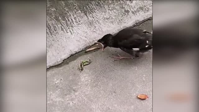 Funny bird
