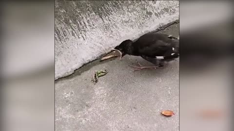 Funny bird