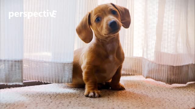 Very cute dog camera meeting moment😍