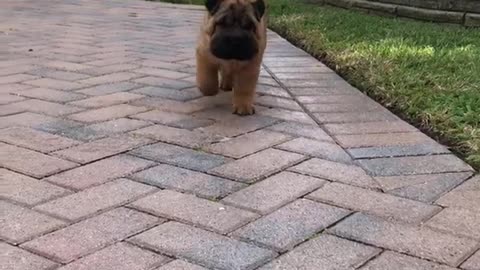 Brown dog walking towards camera outside