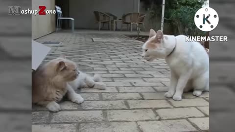 Funny cat. Cat talking to each other compilation