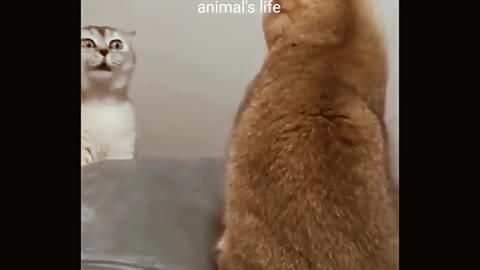 Funniest cats-best of 2022 funny animal videos