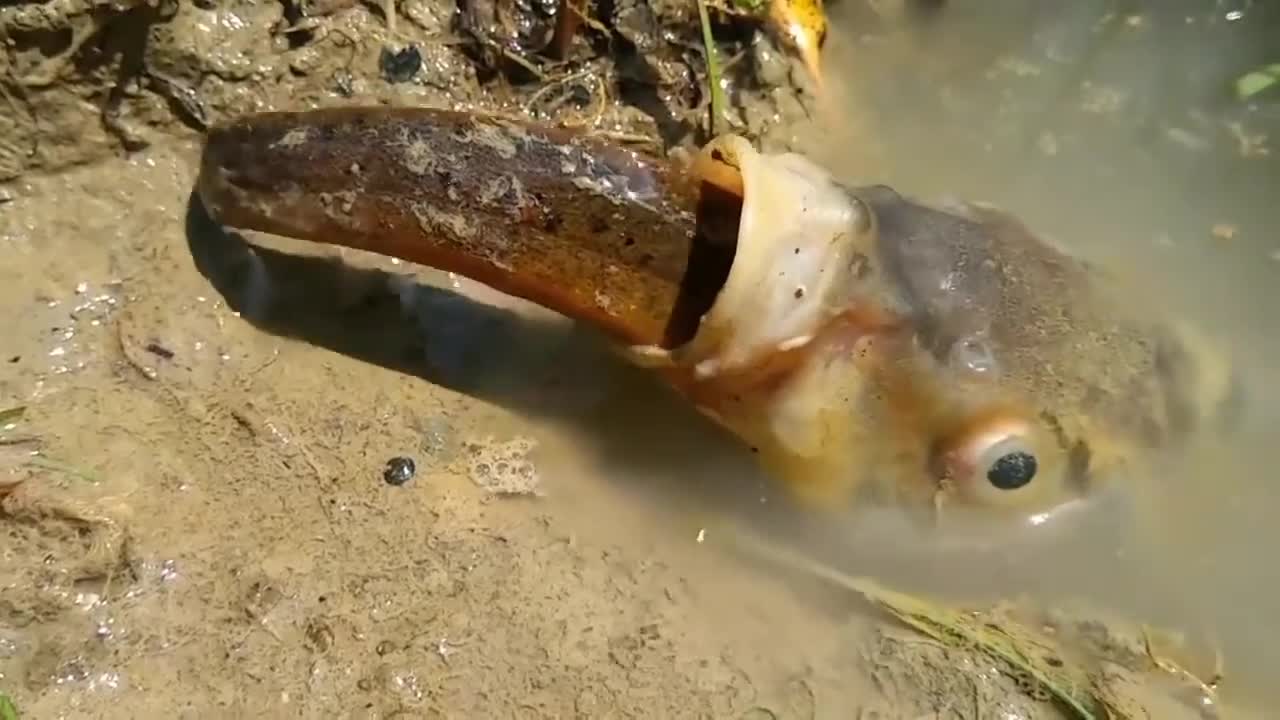 Experiment: FISH VS POISON SNAKE!!! Catch Fish From Underground Hole With Snake