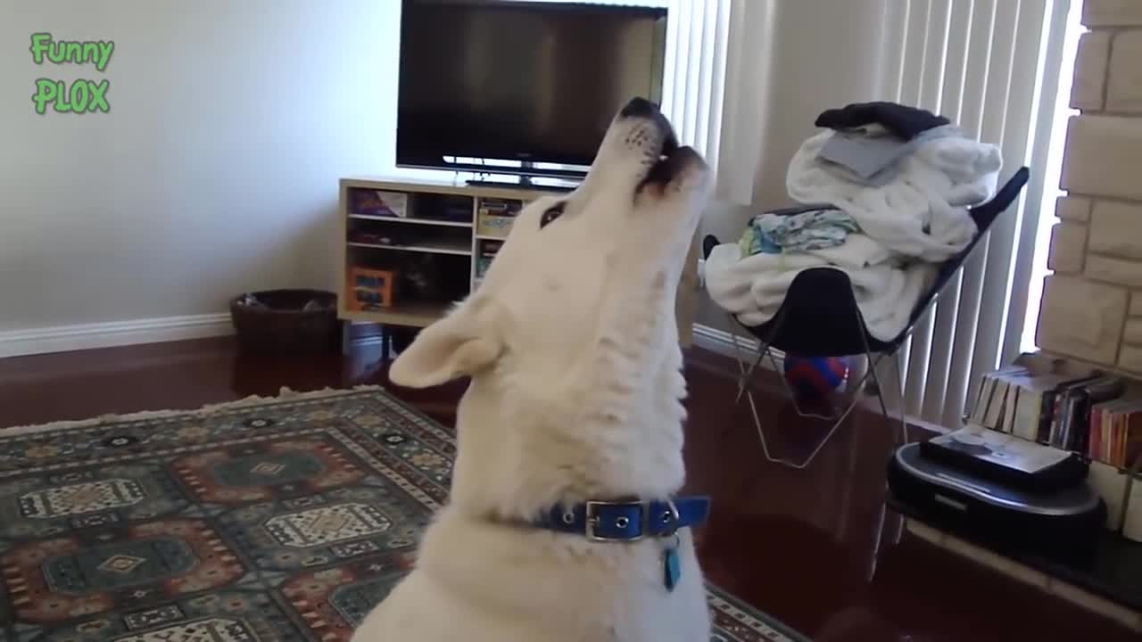 Mesmerizing way to make your Dog obedient