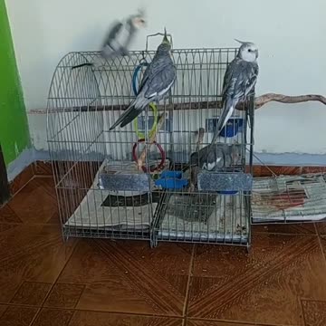 beautiful cockatiels