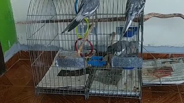 beautiful cockatiels