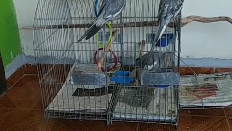 beautiful cockatiels