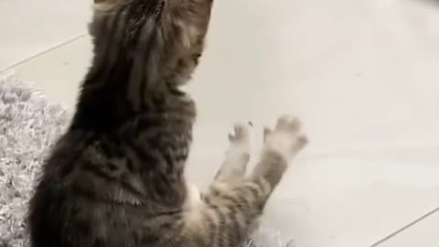 Кот сидит в доме наслаждайся жизнью