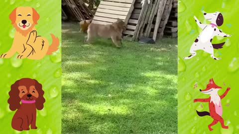 Cute dogs