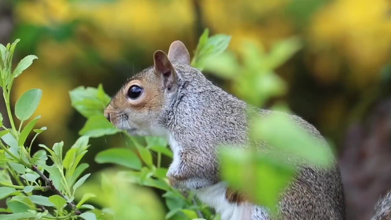 Squirrel On A Wood !! Lovely or not