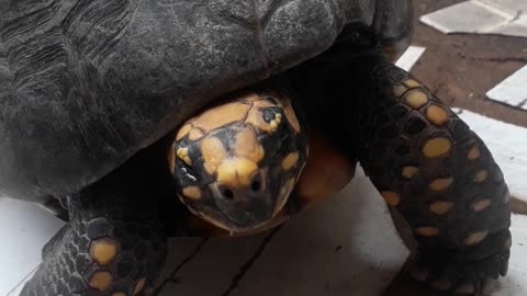 Uns dos animais com maior longevidade do mundo