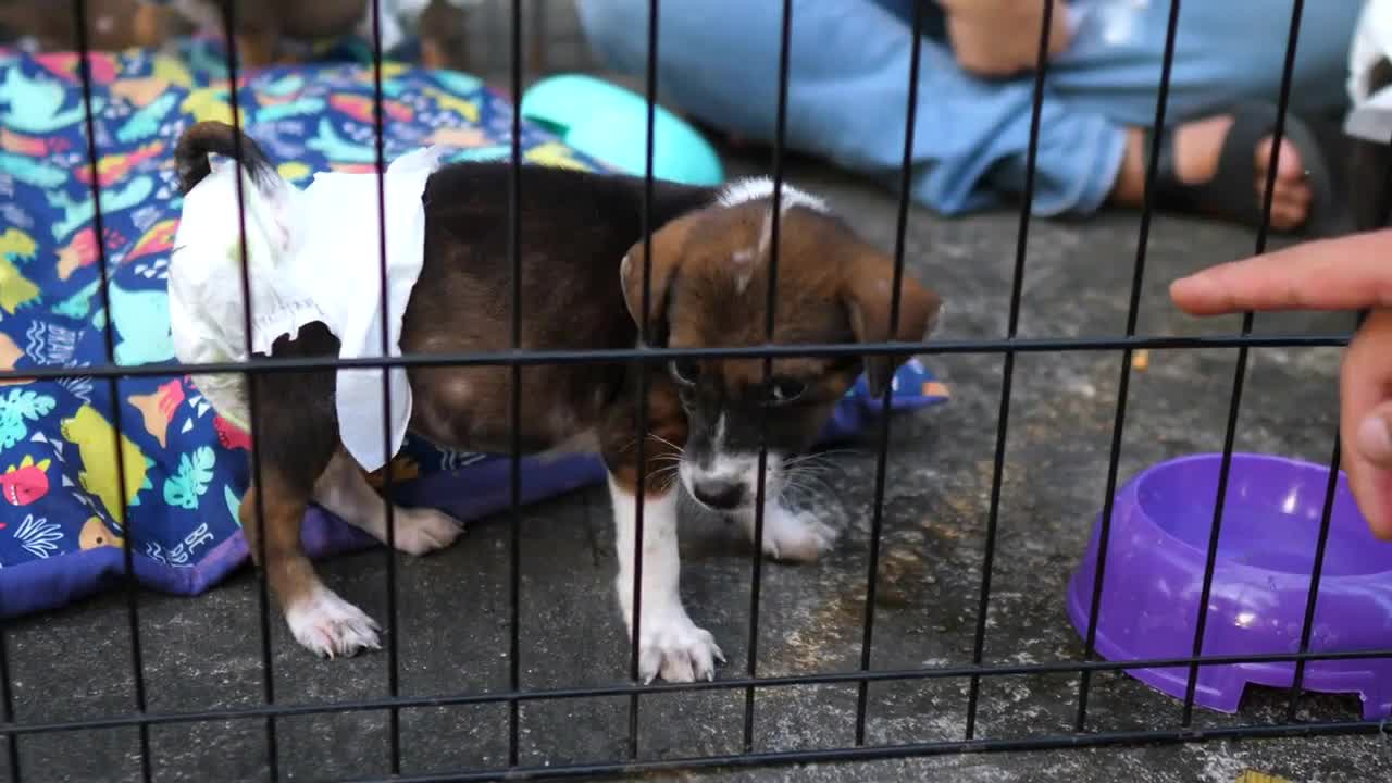 Puppies wearing diapers in the metal cage in the dog shelter. Homeless dog concept