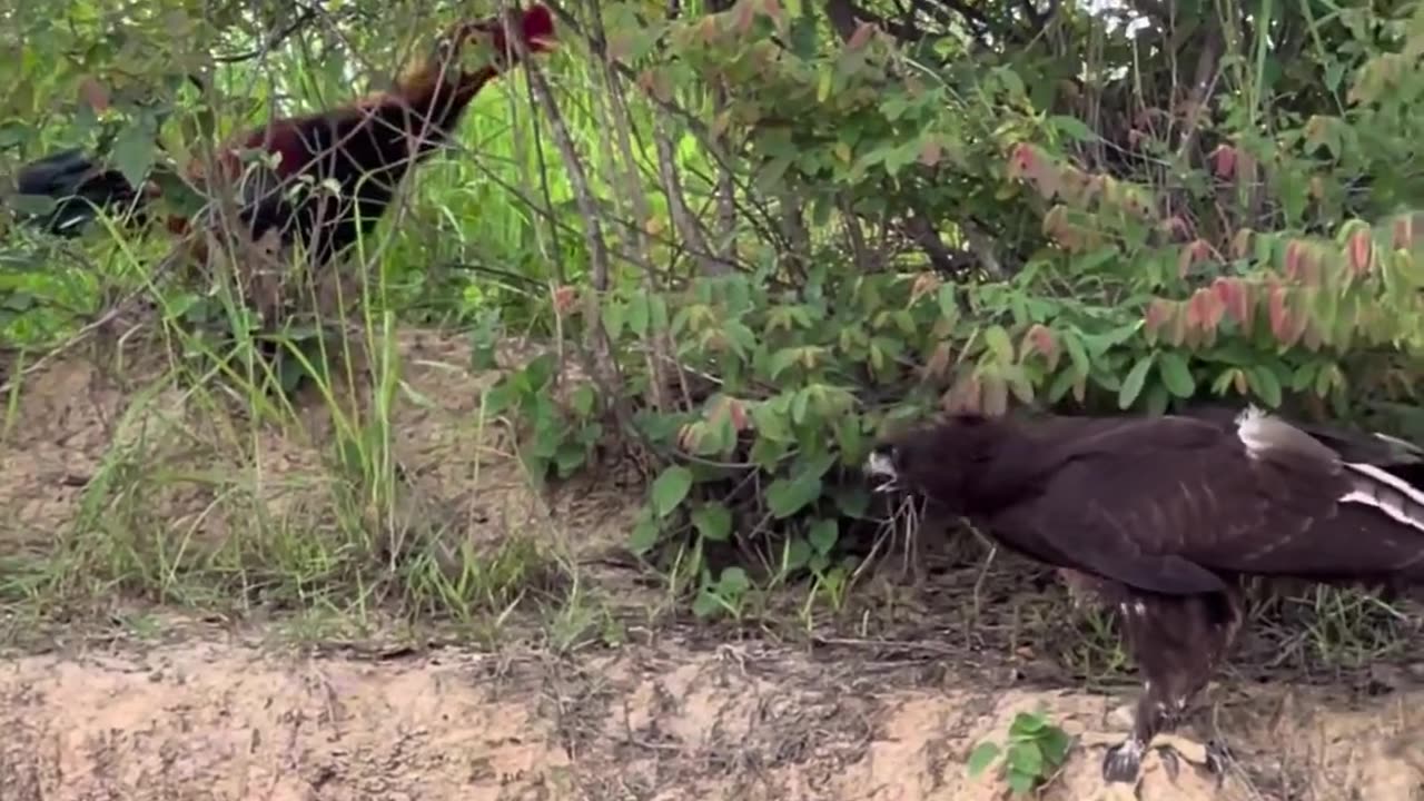 Big battle between eagle and seal cock