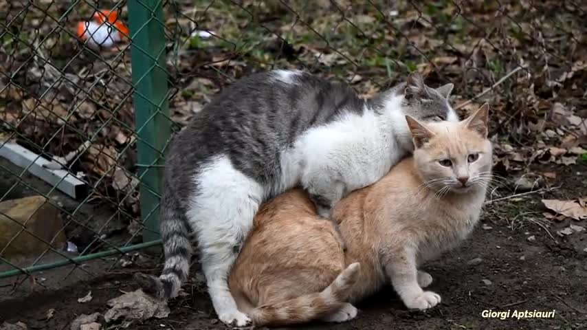 Two lovely cat partners enjoying love