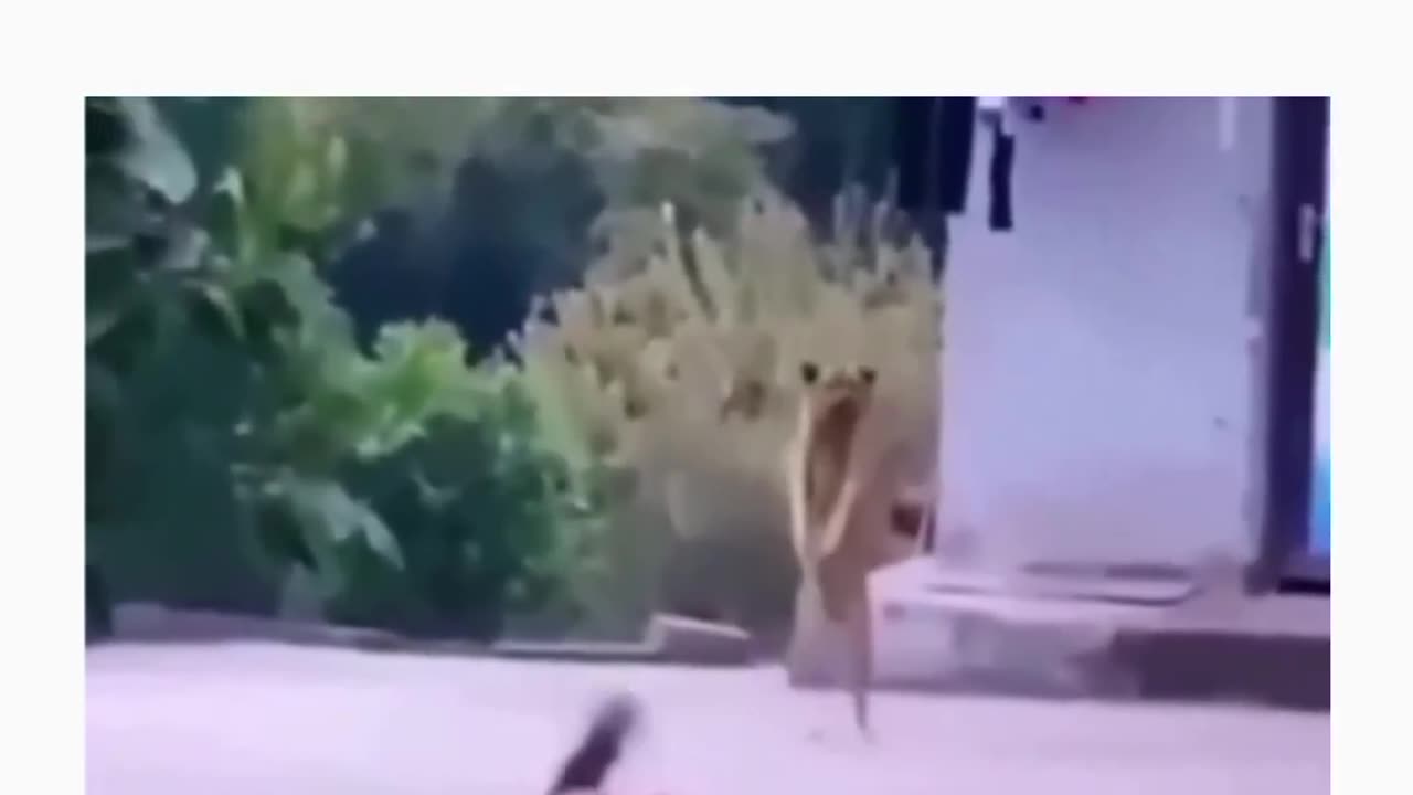 Funny dog dance