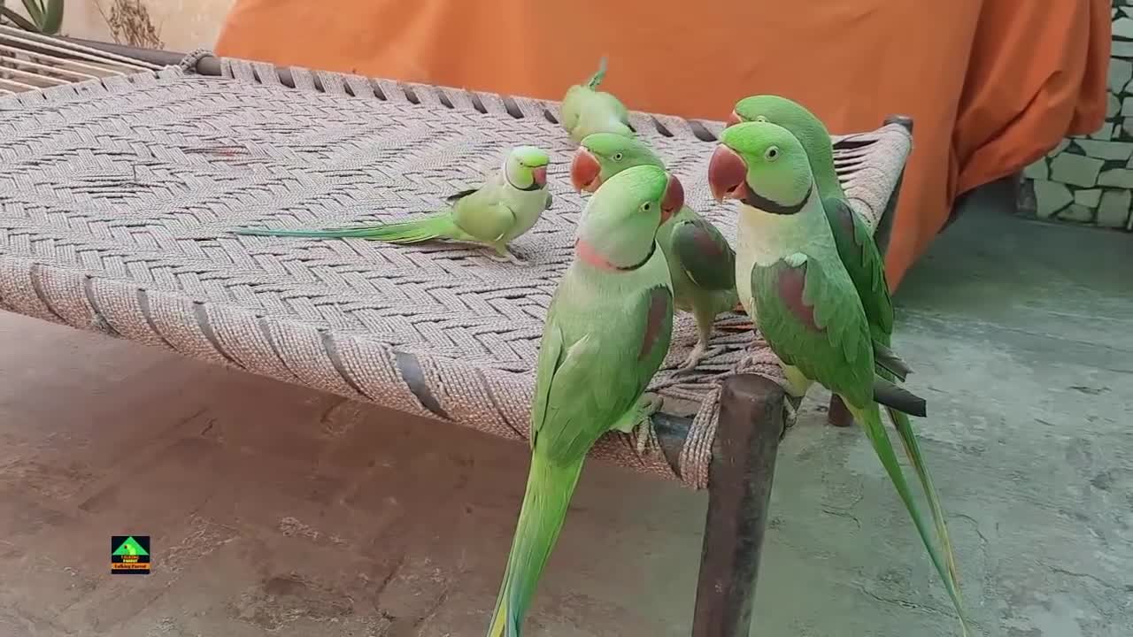 So Amazing Video Of Talking Parrots On Charpaip6