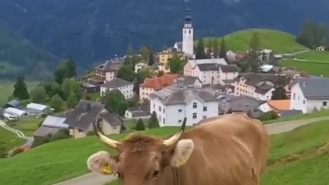 Cow enjoying the Switzerland