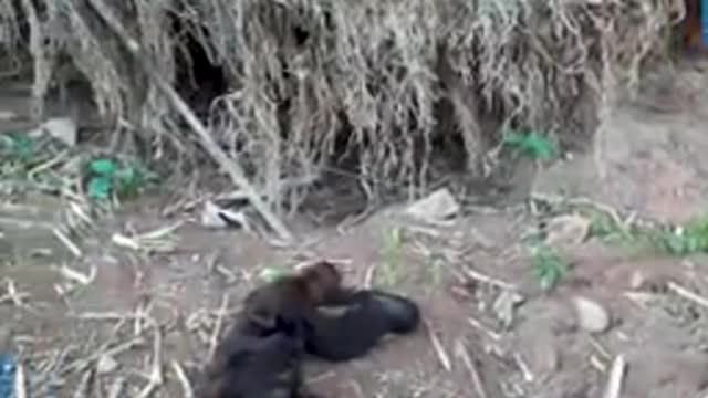 LEFT ALONE BABY MONKEY GETS RESCUED