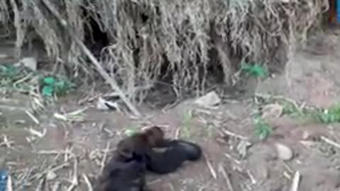 LEFT ALONE BABY MONKEY GETS RESCUED